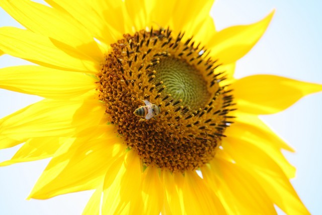 canon eos 10400010003.jpg